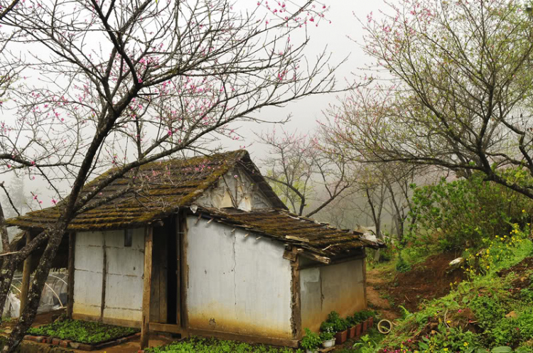 Lang thang, tản mạn ngày Tết