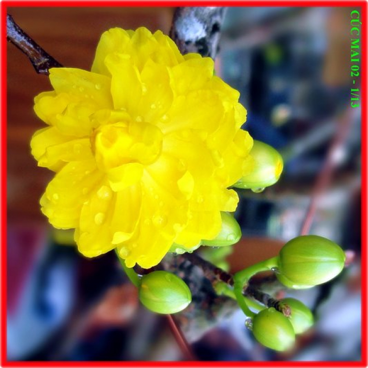 OS có bác nào thích chơi cây kiểng ko ? OS có bác nào thích chơi cây kiểng ko ?