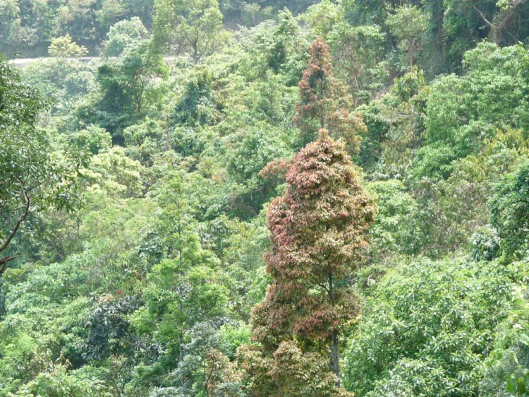 Lang thang trên đỉnh thiêng Bạch Mã