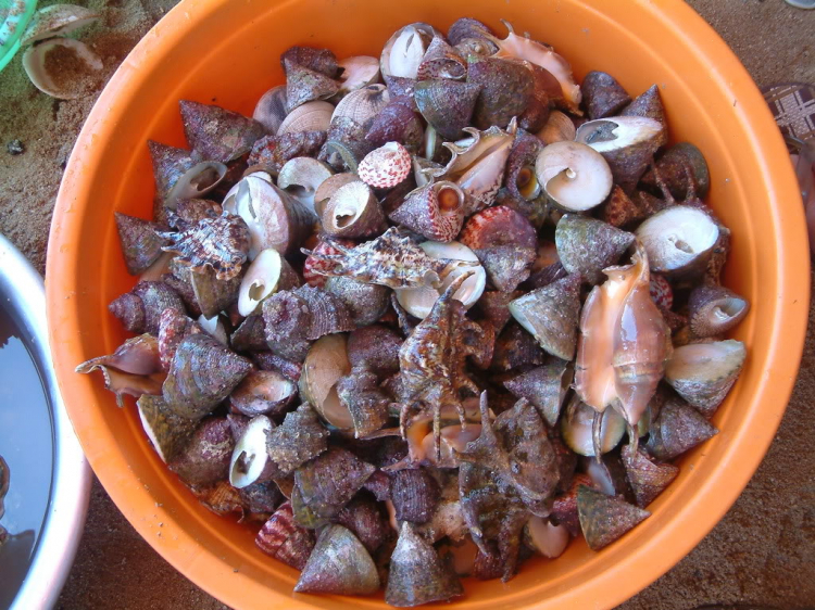 GIỖ TỔ HÙNG VƯƠNG: TP.HCM - NINH CHỮ (HÌNH ẢNH TỪ TRANG 17) GIỖ TỔ HÙNG VƯƠNG: TP.HCM - NINH CHỮ (HÌNH ẢNH TỪ TRANG 17)