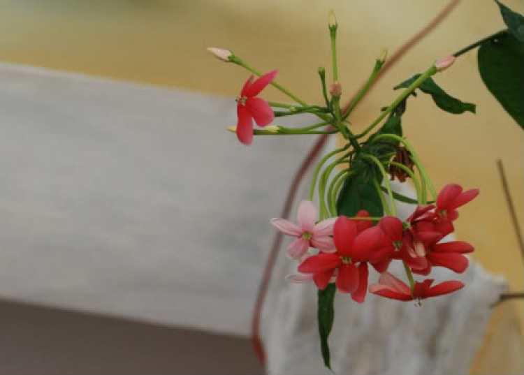 Hoa cỏ linh tinh cuối tuần Hoa cỏ linh tinh cuối tuần