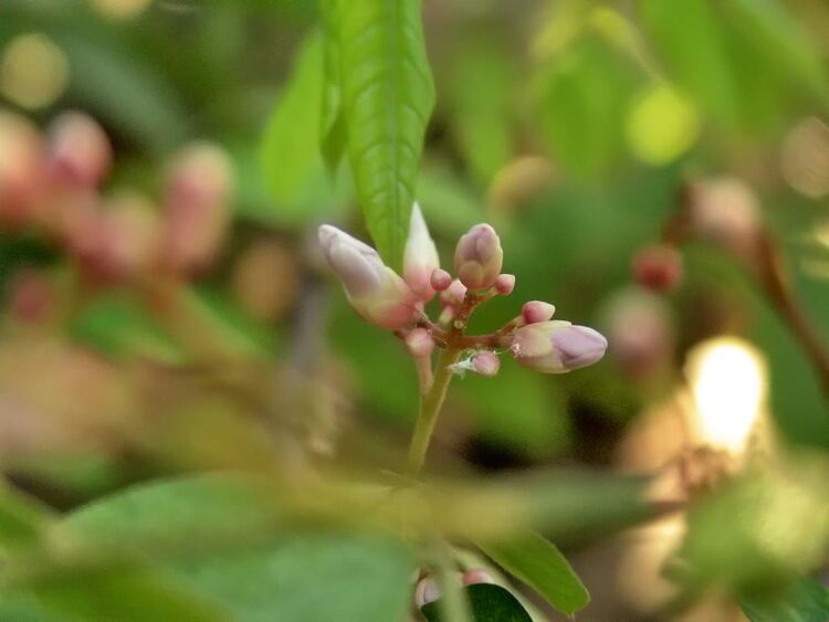 tập tành macro