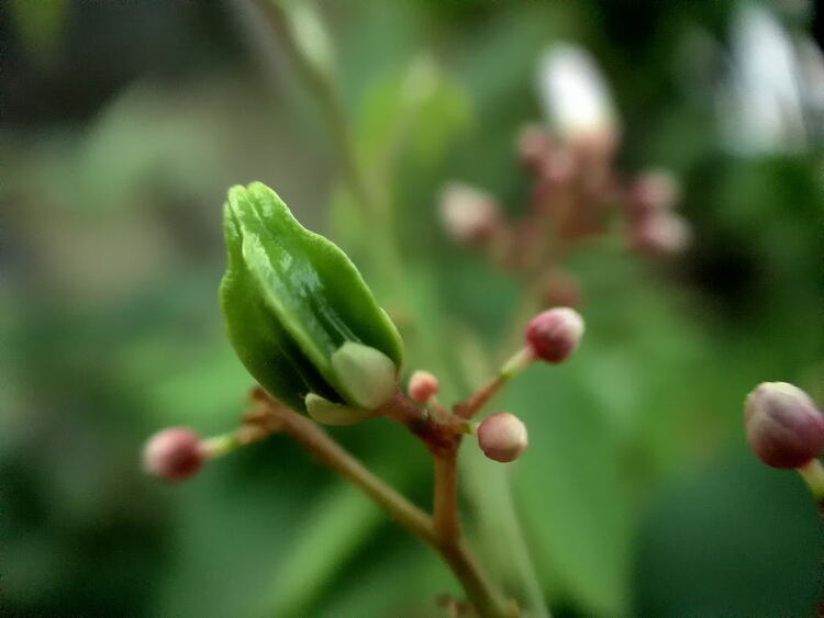 tập tành macro