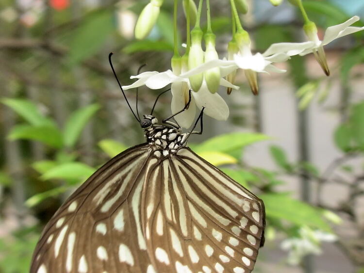 tập tành macro