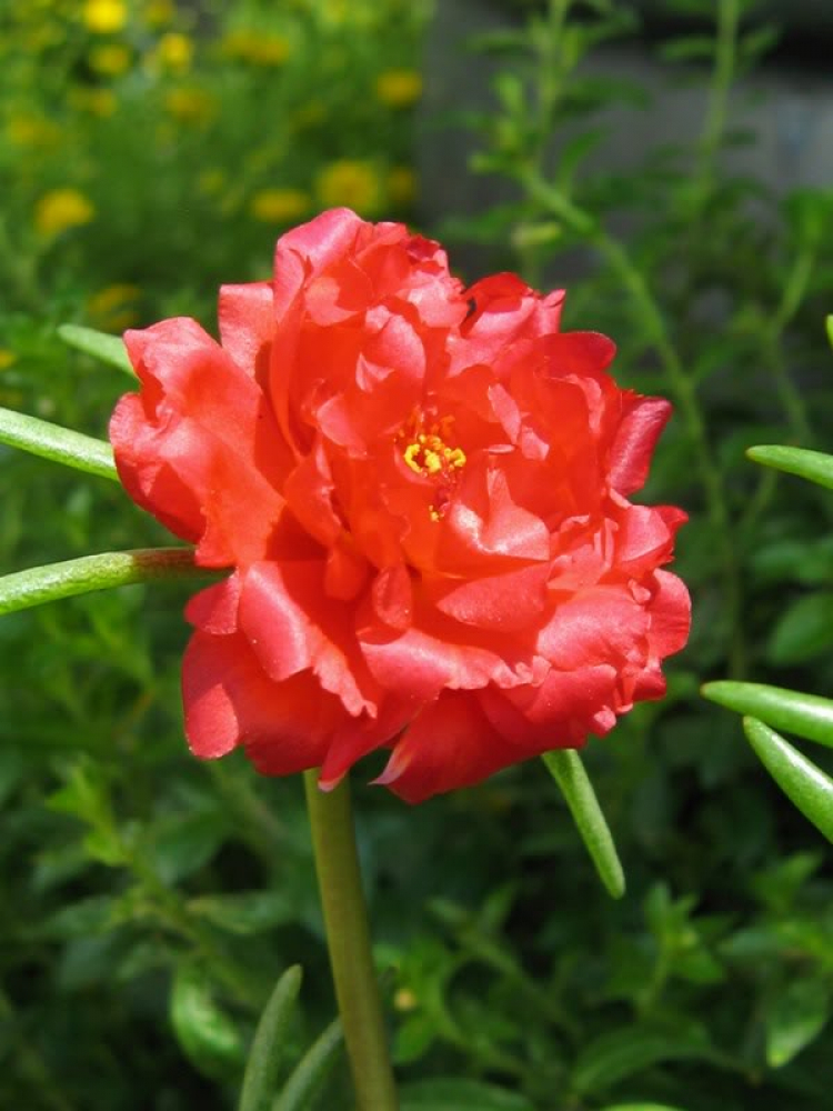 Hoa cỏ linh tinh cuối tuần