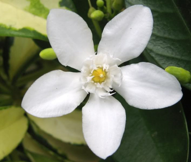 Hoa cỏ linh tinh cuối tuần Hoa cỏ linh tinh cuối tuần