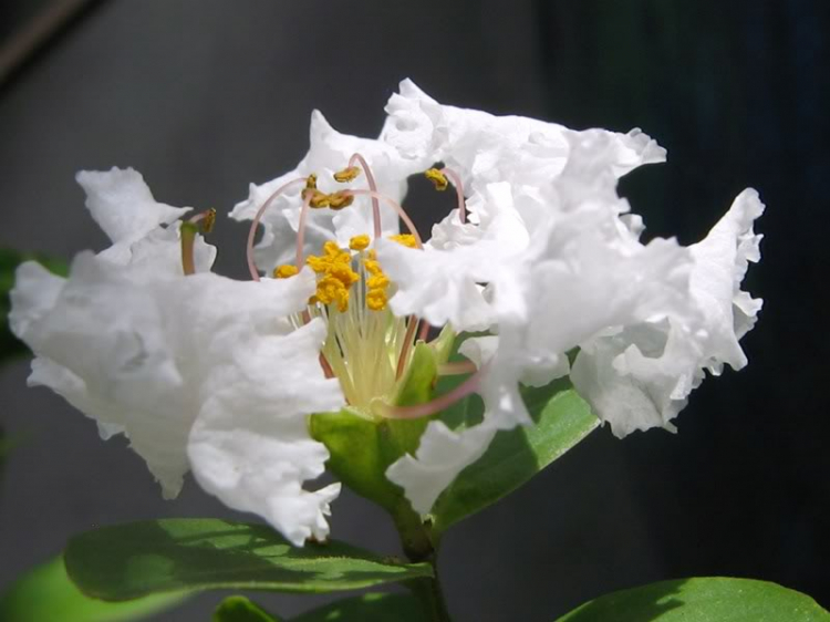 Hoa cỏ linh tinh cuối tuần