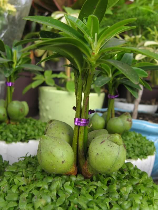 Hoa cỏ linh tinh cuối tuần
