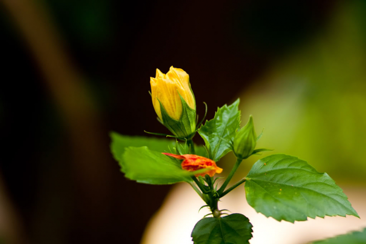 Em đi Long Hải cuối tuần