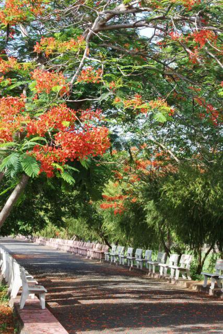 Côn Đảo hoang sơ và quyến rũ