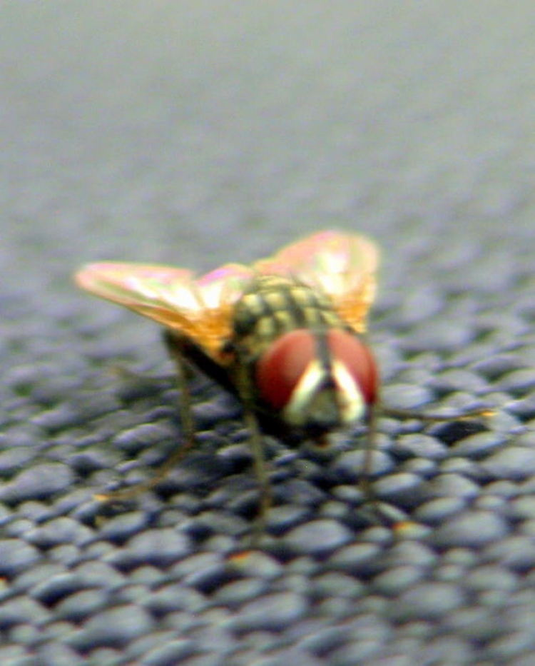 Tập tọe Macro