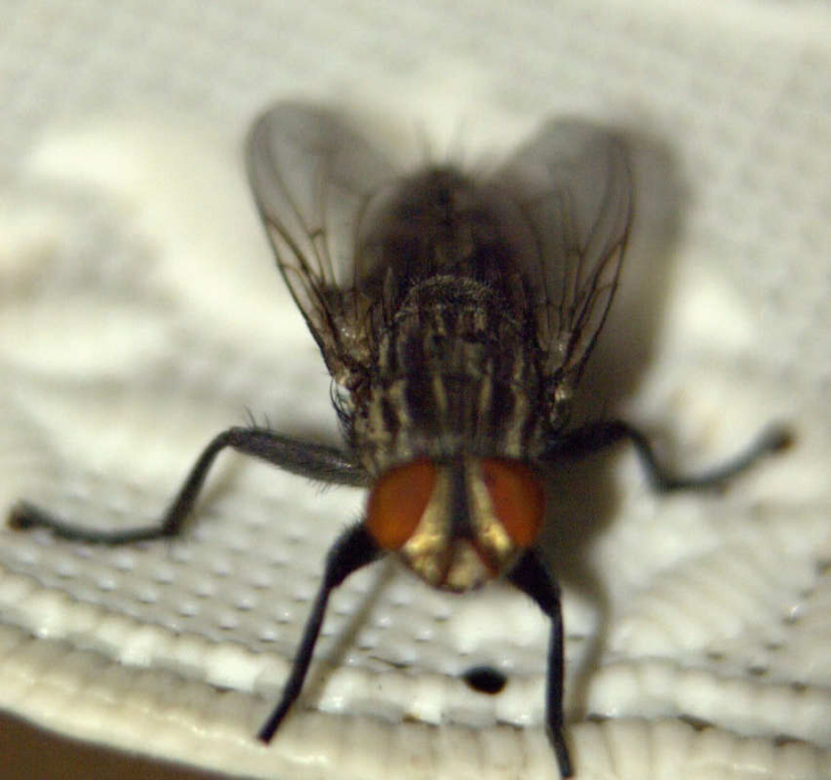 Tập tọe Macro