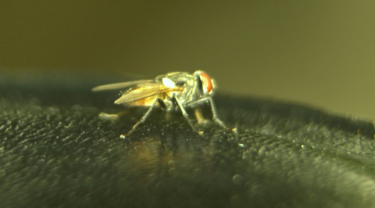 Tập tọe Macro