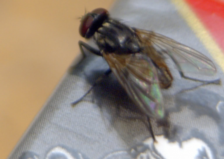Tập tọe Macro