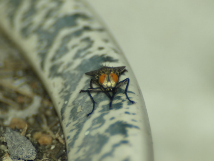Tập tọe Macro Tập tọe Macro