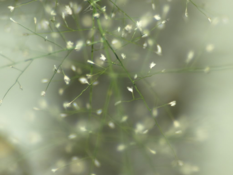 Tập tọe Macro Tập tọe Macro