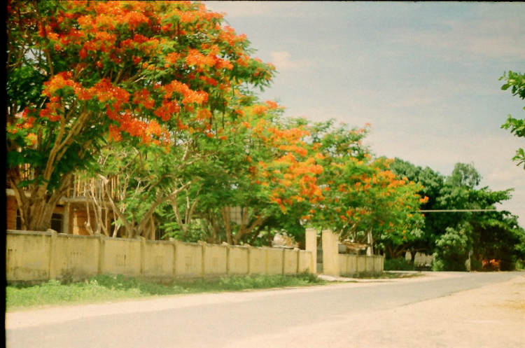 Amatuer Lang thang với Film Photography OM - Zenit - Zeiss Ikon