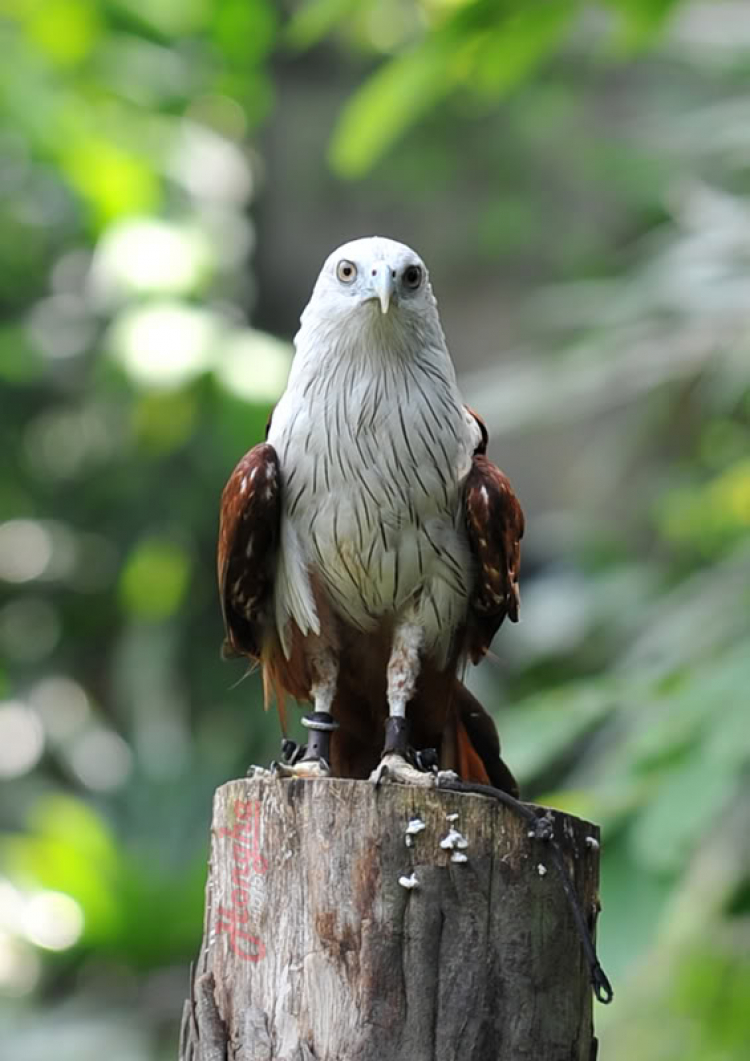 Hình ảnh mấy ngày lang thang ở Singapore