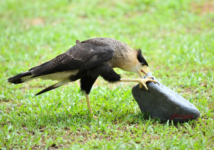 Hình ảnh mấy ngày lang thang ở Singapore