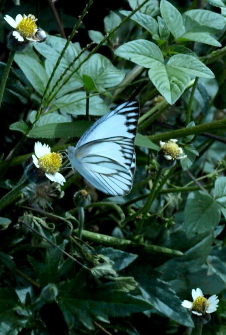 Tập tọe Macro