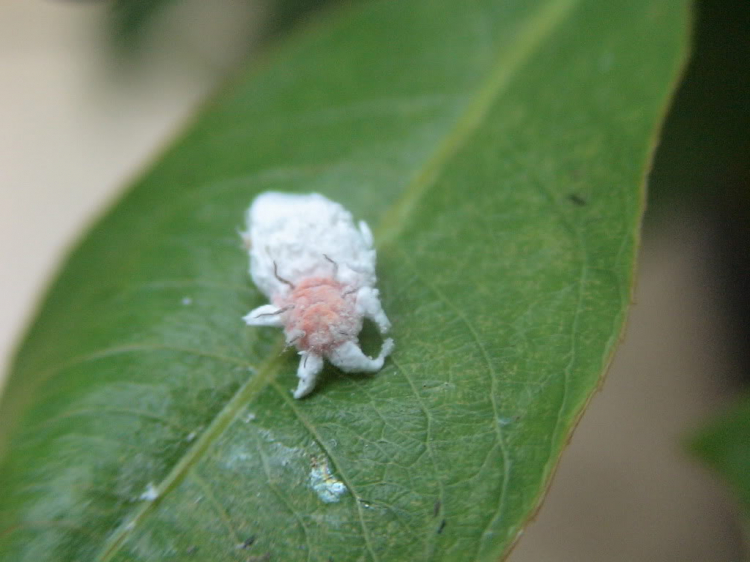 Tập tọe Macro