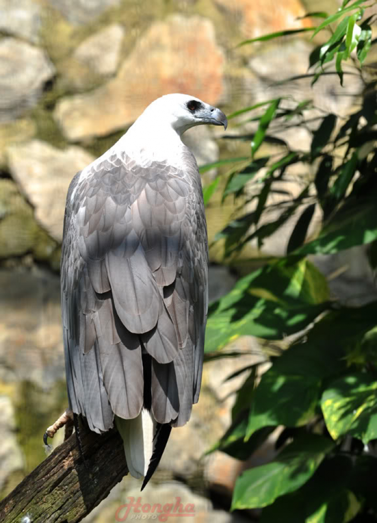 Hình ảnh mấy ngày lang thang ở Singapore