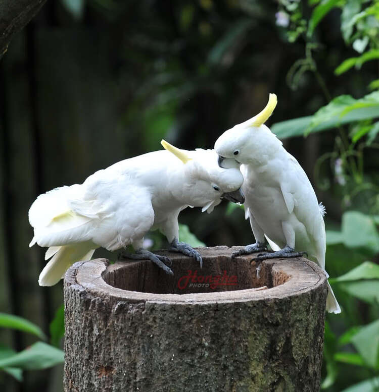 Hình ảnh mấy ngày lang thang ở Singapore