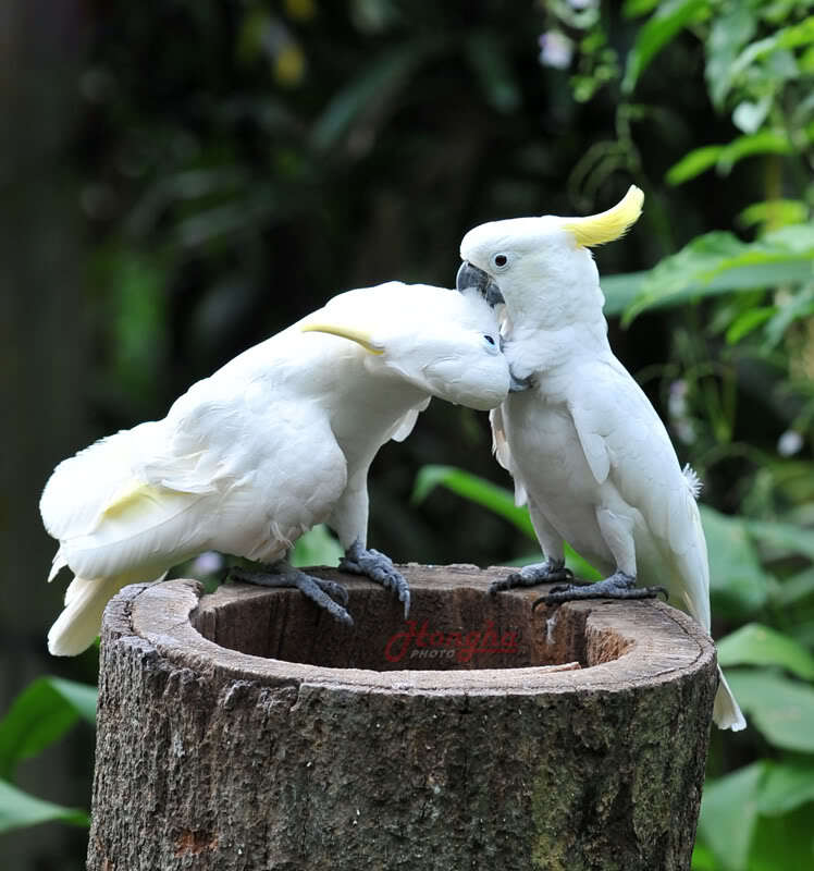 Hình ảnh mấy ngày lang thang ở Singapore