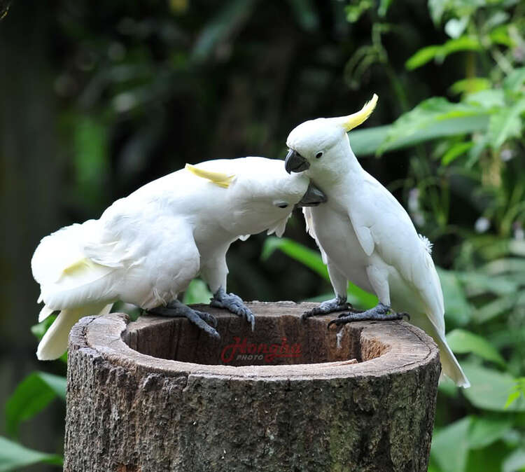 Hình ảnh mấy ngày lang thang ở Singapore