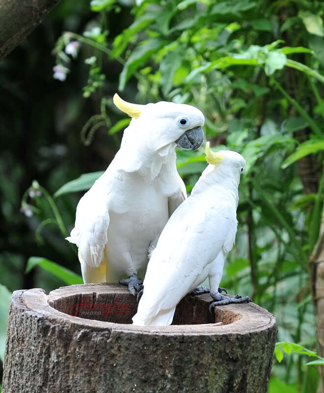 Hình ảnh mấy ngày lang thang ở Singapore