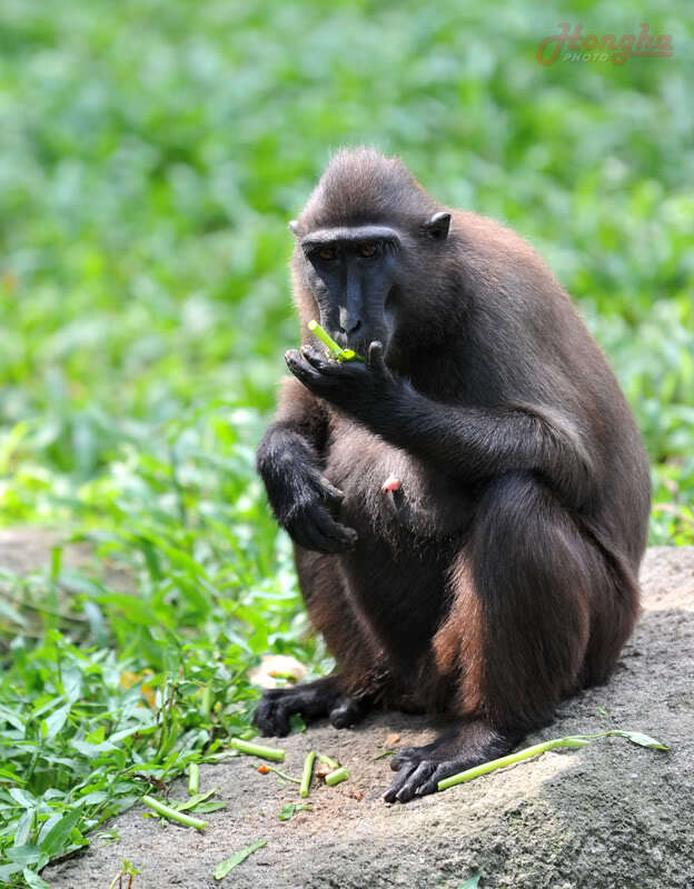 Hình ảnh mấy ngày lang thang ở Singapore