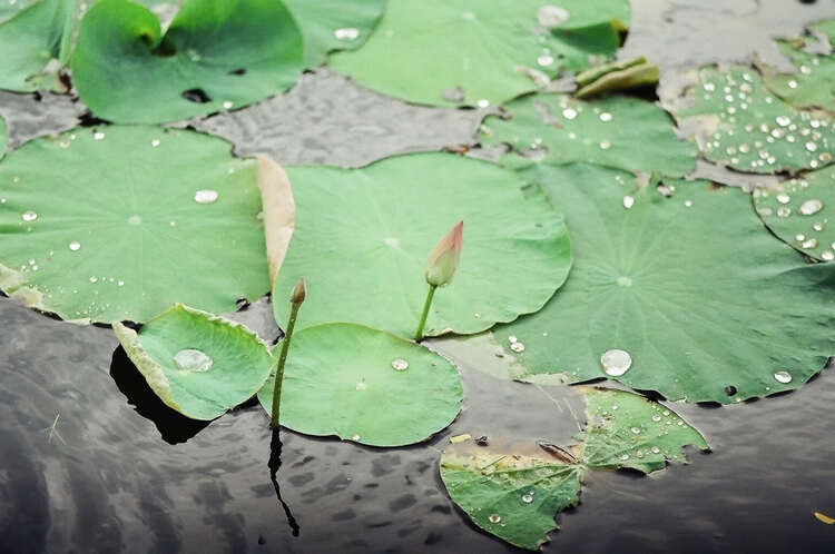 Hoa cỏ linh tinh cuối tuần