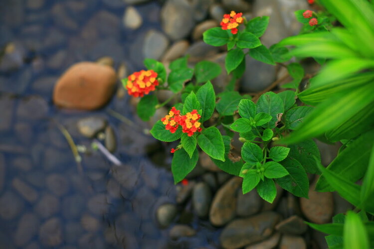 Hoa cỏ linh tinh cuối tuần Hoa cỏ linh tinh cuối tuần