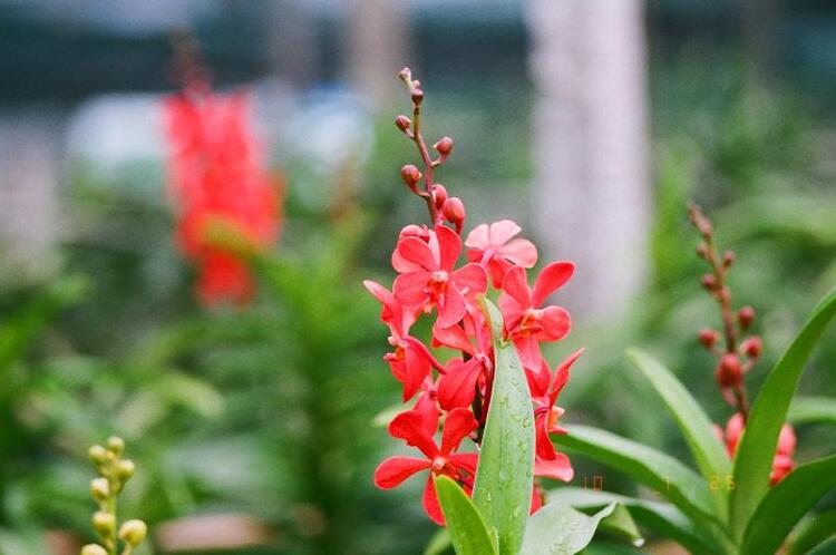 Hoa cỏ linh tinh cuối tuần Hoa cỏ linh tinh cuối tuần