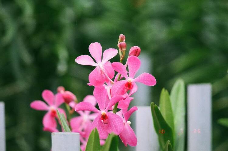 Hoa cỏ linh tinh cuối tuần Hoa cỏ linh tinh cuối tuần