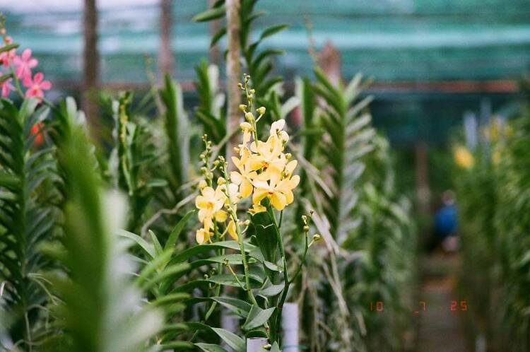 Hoa cỏ linh tinh cuối tuần Hoa cỏ linh tinh cuối tuần