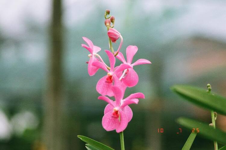 Hoa cỏ linh tinh cuối tuần Hoa cỏ linh tinh cuối tuần