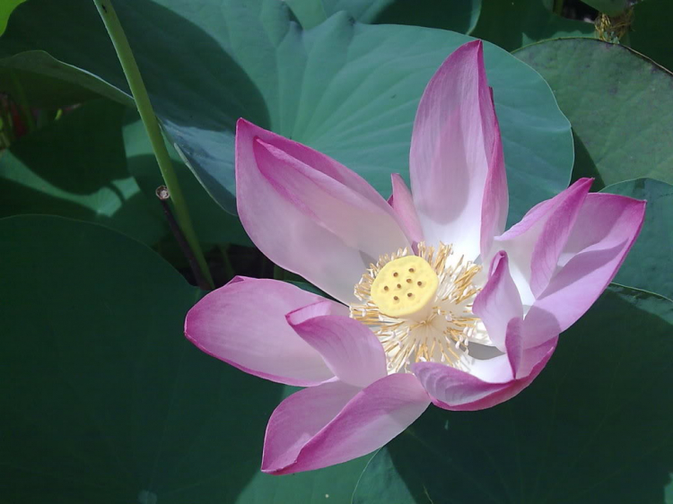 Thớt đề cử ảnh đẹp tháng 7/2010