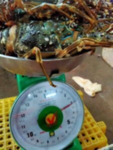 Giải cứu tôm hùm xanh