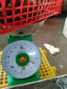 Giải cứu tôm hùm xanh